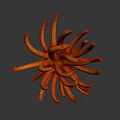 Vibrant Orange Coral Like Plant With Tentacle Shaped Structure On Dark Background