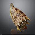 Detailed Animal Organ Structure With Fine Hair And Colorful Surface Patterns