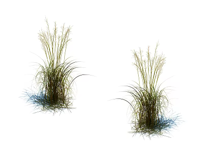 Two Clumps Of Tall Decorative Grass With Feathery Green Leaves For Indoor Decoration 3d model