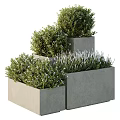 Bonsai Potted Plants in Tiered Concrete Planters with Green Shrubs and Lavender