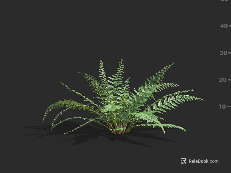 Lush Green Fern Plant With Feathery Leaves Against Black Background And Soft Shadow 3d model 