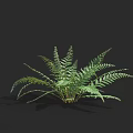 Lush Green Fern Plant With Feathery Leaves Against Black Background And Soft Shadow