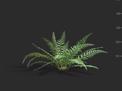 Lush Green Fern Plant With Feathery Leaves Against Black Background And Soft Shadow 3d model