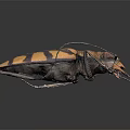 Yellow And Black Striped Beetle With Large Mandibles And Antennae On Dark Background