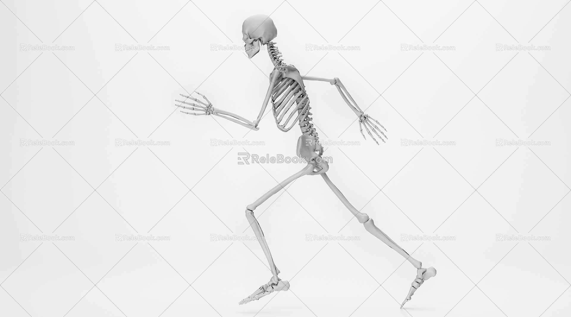 Modern skeleton human skeleton 3d model