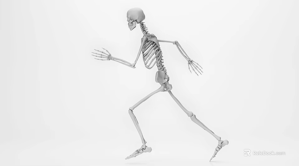 Medical Device Human Skeleton Model Demonstrating Running Pose for Anatomical Education 3d model 