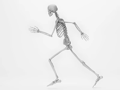 Medical Device Human Skeleton Model Demonstrating Running Pose for Anatomical Education 3d model