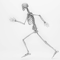 Modern skeleton human skeleton 3d model