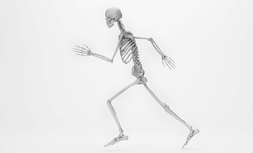 Modern skeleton human skeleton 3d model