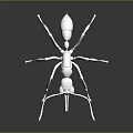 Detailed White Ant Model Displayed on Black Background with Clear Reflection 3d model