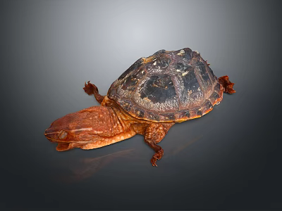 Alligator Snapping Turtle With Dark Textured Shell And Brown Head On Gray Background 3d model