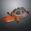 Alligator Snapping Turtle With Dark Textured Shell And Brown Head On Gray Background