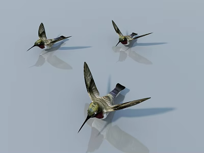 Three Graceful Hummingbirds Flying With Clear Reflections On Light Blue Background 3d model