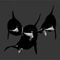 Three Black And White Orcas Swimming In Dark Background With Reflective Surface