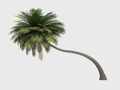 Elegant Tropical Palm Tree With Curved Trunk And Lush Green Fronds 3d model