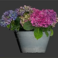 Colorful Hydrangea Flowers Arrangement In Metal Pot With Purple Pink Blooms And Green Leaves