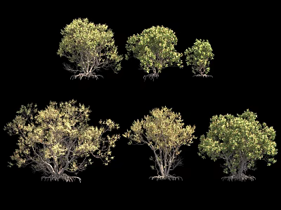 Mangrove Trees With Various Sizes Different Forms And Exposed Root Systems 3d model