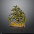 Bonsai Tree With Green Leaves And Brown Trunk In Square Ceramic Pot With Orange Pebbles