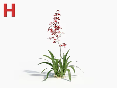 Red Orchid Plant With Green Leaves And Tall Stem Bearing Red Flowers 3d model