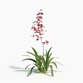 Red Orchid Plant With Green Leaves And Tall Stem Bearing Red Flowers