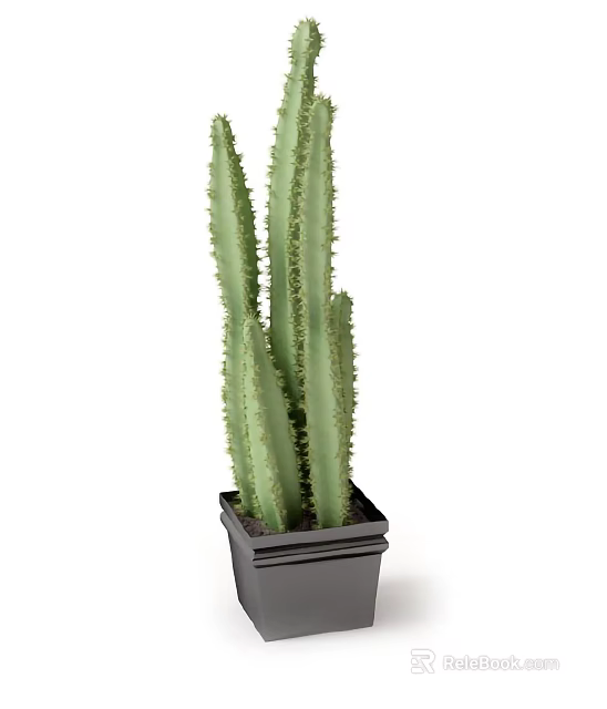 Decorative Green Columnar Thorny Cactus Potted Plant in Black Square Pot 3d model 