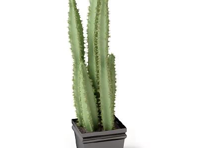 Decorative Green Columnar Thorny Cactus Potted Plant in Black Square Pot 3d model