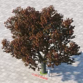 Large Deciduous Tree With Brown Foliage On Gray Paved Outdoor Ground 3d model