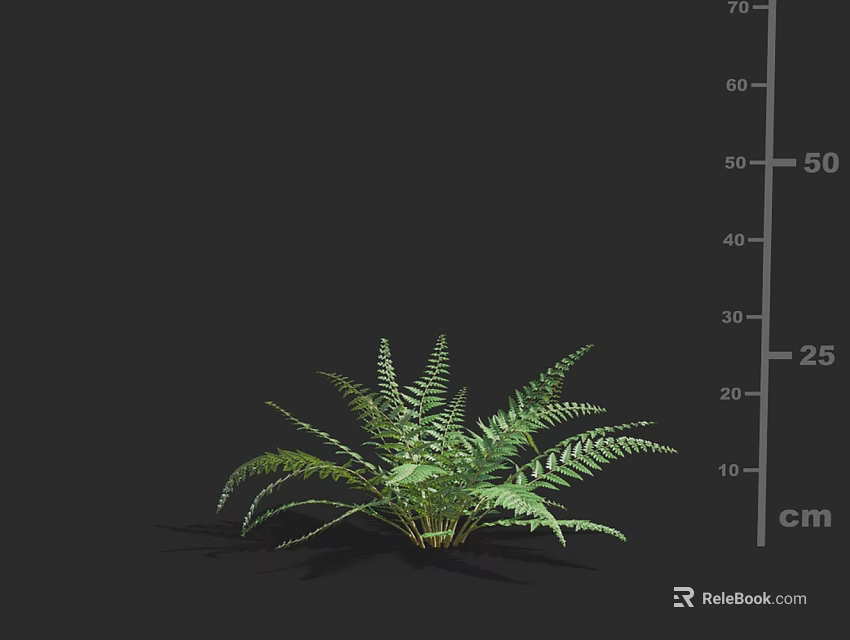 Green Fern Plant With Fresh Leaves On Black Background Size Measurement 3d model 