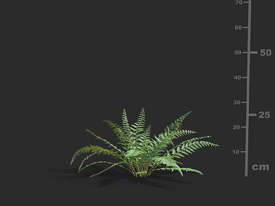 Green Fern Plant With Fresh Leaves On Black Background Size Measurement 3d model