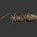 Realistic Brown Spotted Spider With Long Legs On Dark Shiny Background