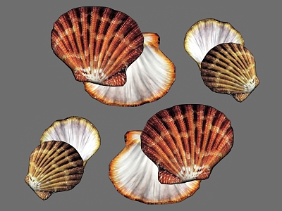 Modern Shell 3d model