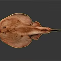 Brown Ray Fish With Flat Body And Textured Skin Isolated On Dark Background