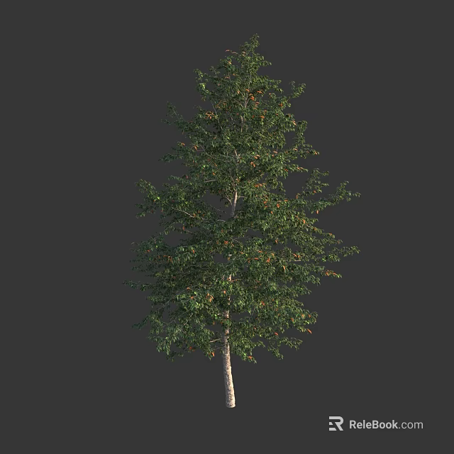 Tall Lush Arbor with Green Foliage and Smooth White Trunk in Isolated Setting 3d model 