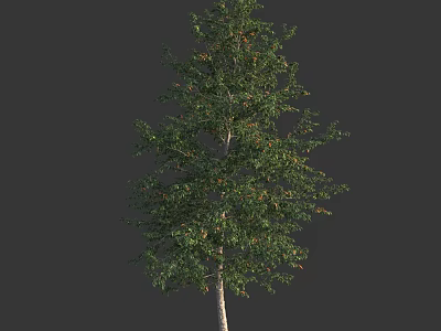 Tall Lush Arbor with Green Foliage and Smooth White Trunk in Isolated Setting 3d model