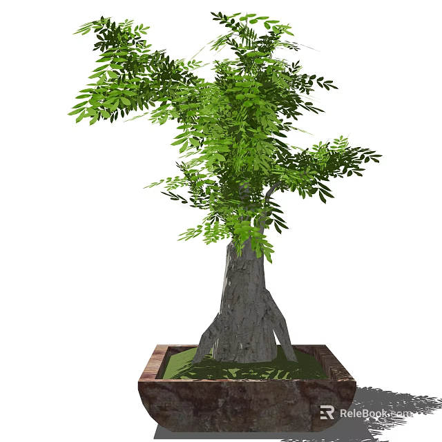 Bonsai Plant With Thick Trunk And Green Leaves In Square Pot For Home Decor 3d model 
