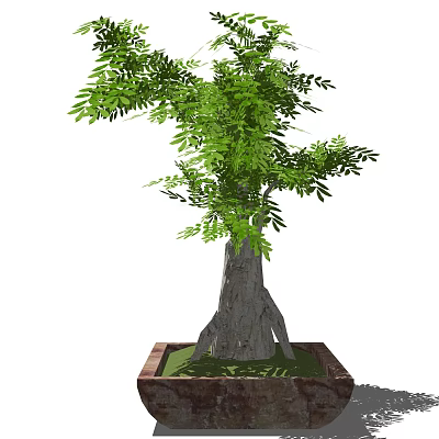 Bonsai Plant With Thick Trunk And Green Leaves In Square Pot For Home Decor 3d model