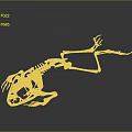 3D Rendered Dinosaur Skeleton Showing Skeletal Organs And Bone Structure Details