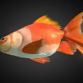 Vibrant Orange And White Goldfish With Bright Fins And Flowing Tail On Black Background