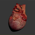 Realistic Human Heart Organ Model With Detailed Red Texture And Dark Background