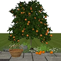 Orange Tree Full of Ripe Oranges with Basket on Stone Path in Green Grassland
