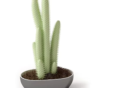 Green Columnar Cactus Bonsai Potted Plant in Gray Pot with Brown Soil 3d model