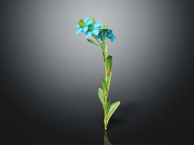 Single Blue Flower Plant With Green Stem And Leaves On Dark Background 3d model