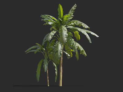 Tall Banana Trees With Large Green Leaves And Straight Trunks Isolated On Black Background 3d model