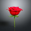 Vibrant Red Rose Flower With Green Stem And Leaves On Gray Background