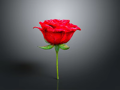 Vibrant Red Rose Flower With Green Stem And Leaves On Gray Background 3d model