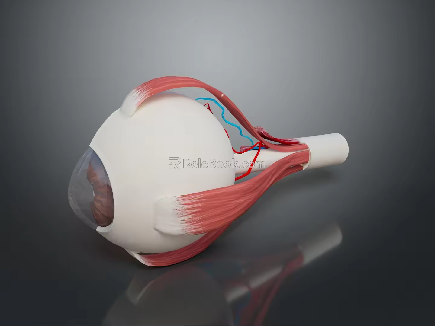 eye structure human eye structure eyeball eye cross section eyeball eyeball eyeball visual system 3d model