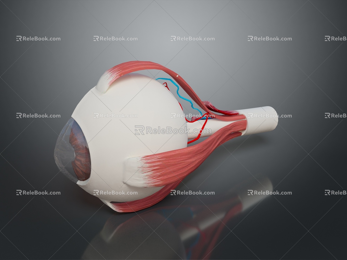 eye structure human eye structure eyeball eye cross section eyeball eyeball eyeball visual system 3d model