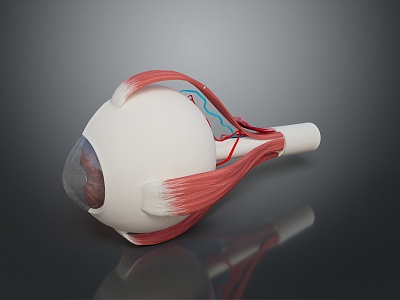 eye structure human eye structure eyeball eye cross section eyeball visual system 3d model