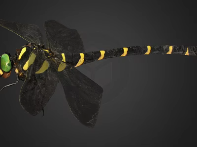 Detailed View Of Black Dragonfly With Yellow Stripes Green Eyes And Black Wings 3d model
