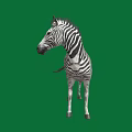 Zebra Standing On Green Background With Full Body Isolated View 3d model